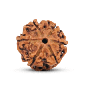 Natural 6 Mukhi Rudraksha (Nepali)