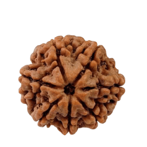 Natural Ganesh Mukhi Rudraksha